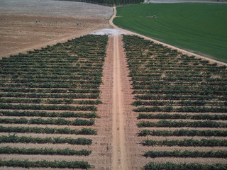 Obraz premium Aerial view of textures. Rows of soil with plantations. Pattern rows of furrows in a plowed field prepared to plant crops in spring.