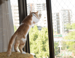 Gato en ventana con malla protectora