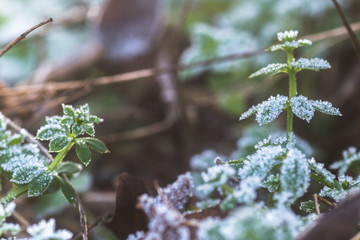 Leaves of grass, gallium cleaver covered with frost in late autumn. Ice crystals on green grass close up.