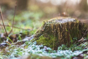 Stump overgrown with moss and covered with hoarfrost. Late autumn in forest. Natural background. Crystals of ice on grass. Nature background.
