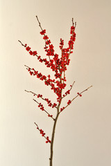 Still life studio shot of branch with dried red beries.  Part of a series