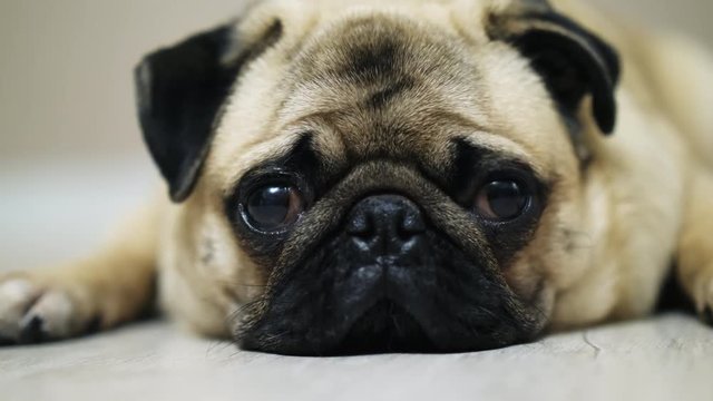 Cute pug dog lies on the floor, falls asleep and looking at camera, tired nd lazy. Close-up