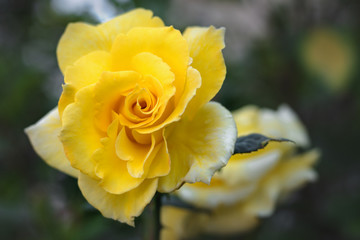 yellow rose in garden
