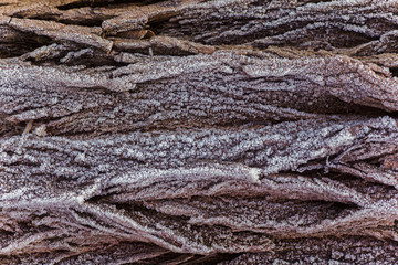 The bark of the plant tree is covered with ice crystals. Dead on trees. First frosts. Cold season. Fall cold. Natural background.