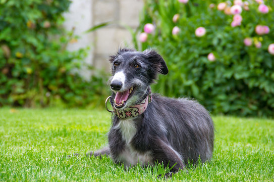silken windhound in grass