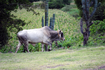 toro