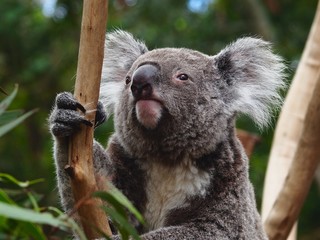 Delightful Chubby Koala Sitting in a Gum Tree.