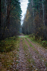 simple countryside forest road in perspective