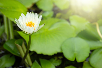 Yellow lotus flower or water lily with green leaf in pond