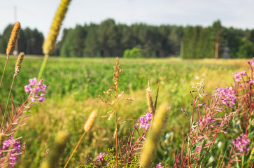 Blurred background with typical scandinavian countryside in summer, selective focus. Pink Heather...