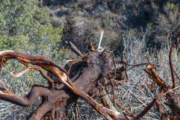 Broken tree trunk in forest with burn marks from forest fires