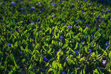 Obraz premium Cut grass with purple flowers 