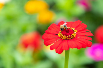 Close up of red flower zinnia elegans. The bee sits on a flower. Behind the flower blurred color background.