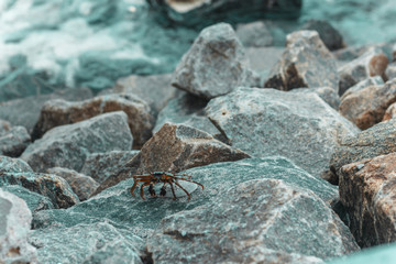 crab walking on rocks at coast