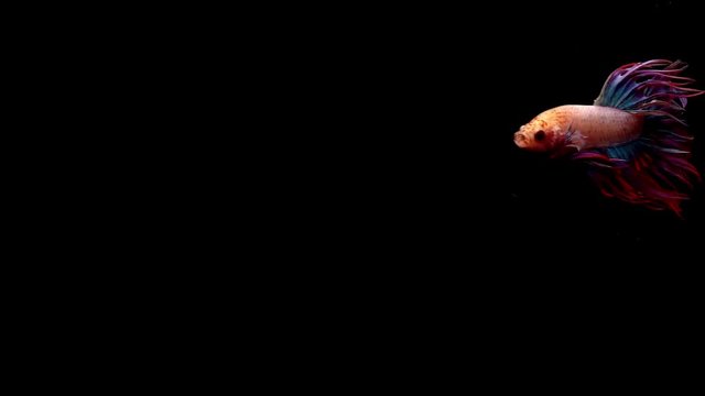 Super slow motion of vibrant Siamese fighting fish (Betta splendens), well known name is Plakat Thai