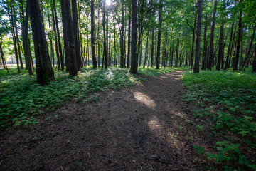 Fototapeta premium simple countryside forest road in perspective