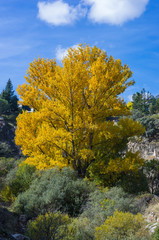 tree in autumn