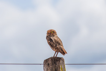 Pequena coruja selvagem sobre a cerca com olhos amarelos vibrantes com o céu azul de fundo.