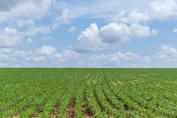 Fototapeta na wymiar Plantação de Soja no Centro-Oeste brasileiro irrigado artificialmente com Pivô Central