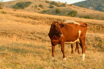 One brown cow in the middle of the steppe