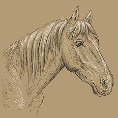 Horse portrait-17 on brown background