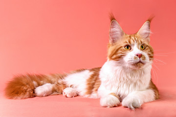Portrait of red and white maine coon kitten on pink background, toned, isolated.