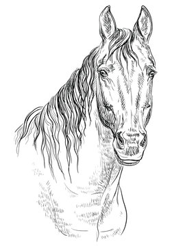 Horse portrait-19