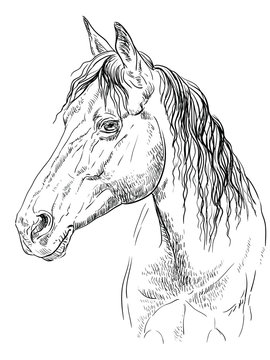 Horse portrait-20