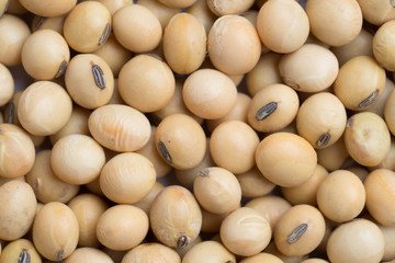 close up soy beans