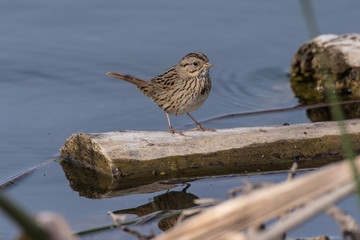 Small and adorable female sparrow balanced on floating driftwood on surface of beach estuary.