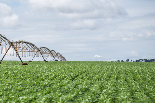 Planta&ccedil;&atilde;o de Soja no Centro-Oeste brasileiro irrigado artificialmente com Piv&ocirc; Central