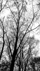 Leafless branches ,  Winter Silhouette, White Background, Winter Tree, Winter Trees, Winter Forest, Winter, Nature Background