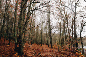 Winter Forest Landscape