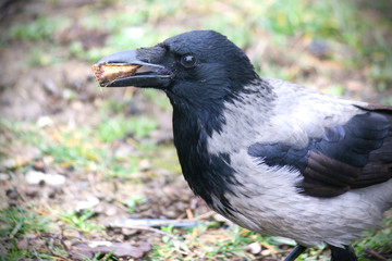 Crow eating bone