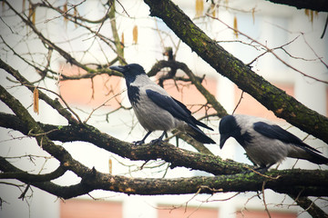 Crows sitting on tree