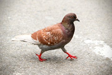 Feral pigeon, city dove, city pigeon, or street pigeon