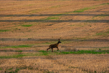 deer running in the cultivated field