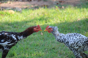 chicken staring fight
