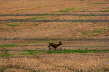 Naklejka na ściany i meble deer running in the cultivated field