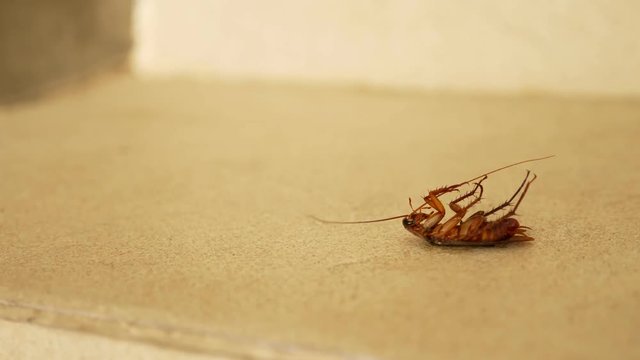 close up huge cockroach dead on the floor outside