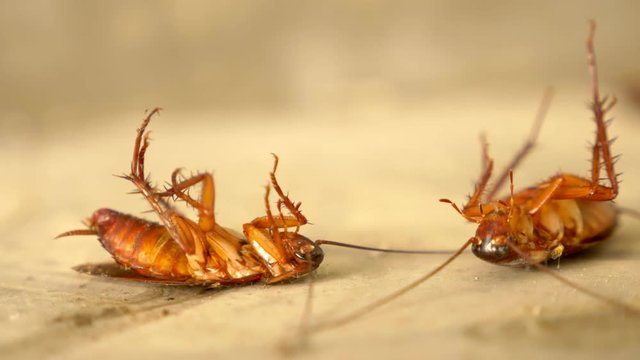 close up huge cockroach dead on the floor outside