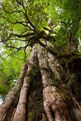YAKUSHIMA　紀元杉