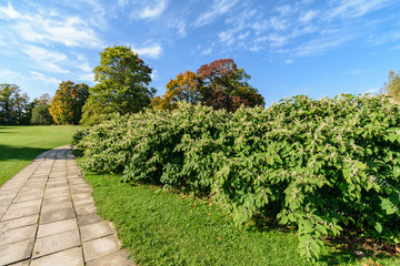 Naklejka premium simple countryside forest road in perspective