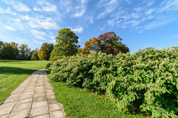 simple countryside forest road in perspective