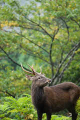 YAKUSHIMA　ヤクシカ