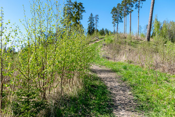simple countryside forest road in perspective