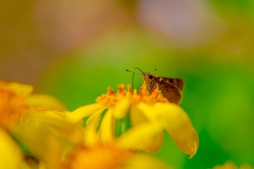 Bee