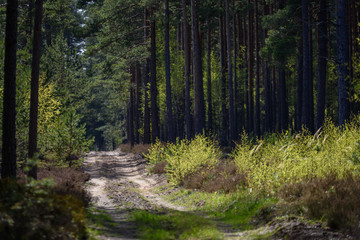 simple countryside forest road in perspective