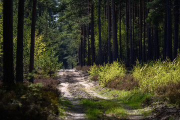 simple countryside forest road in perspective