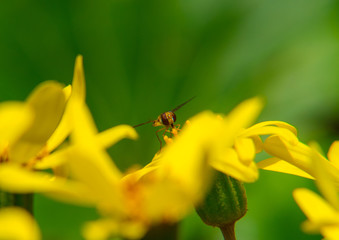 Bee